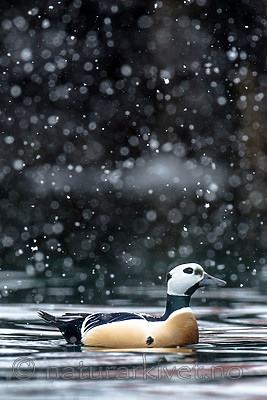 BB 13 0453 / Polysticta stelleri / Stellerand